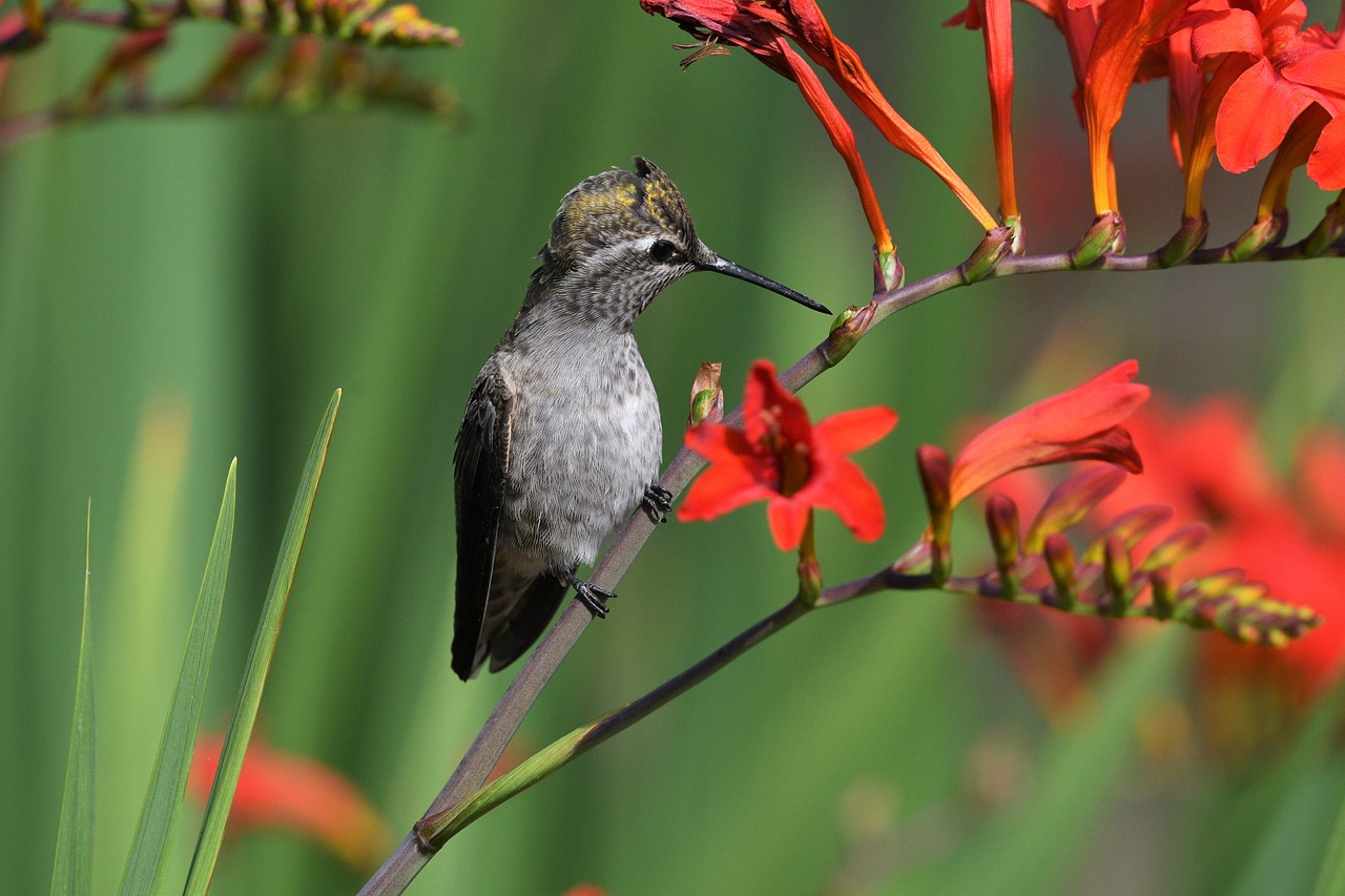 Attracting Hummingbirds to Your Garden